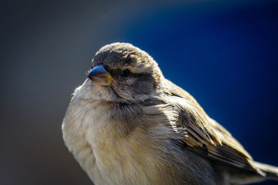 Close-up of a bird looking away