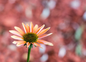 Close-up of coneflower blooming outdoors