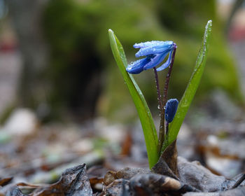 nature