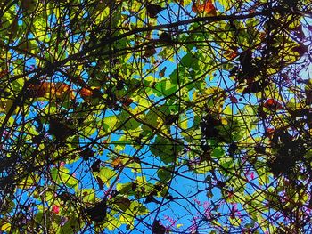 Low angle view of tree against sky