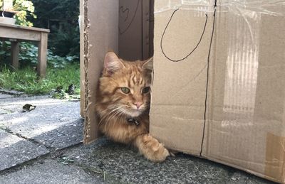Portrait of cat sitting on floor