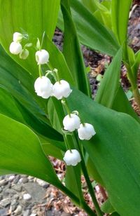 Close-up of white flowers