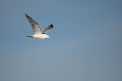 Low angle view of seagull flying