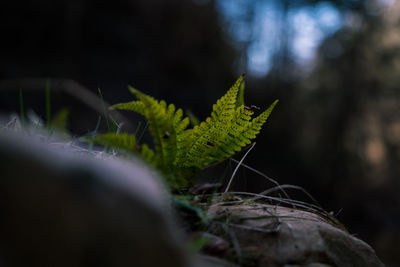 Close-up of green leaf on land