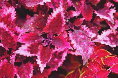 Close-up of pink flowers blooming outdoors