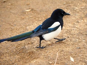 Close-up of bird perching on a field