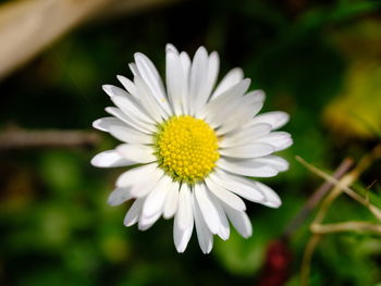 Close-up of white daisy flower