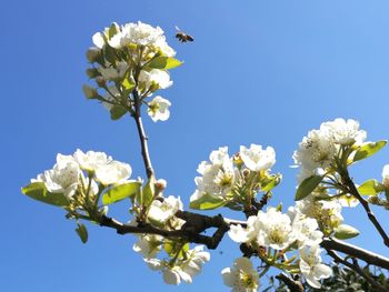 Low angle view of cherry blossoms against sky