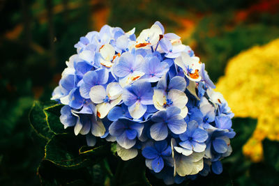 Close-up of purple flowering plants in park