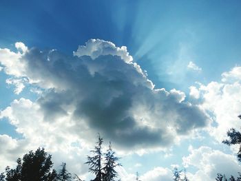 Low angle view of trees against blue sky