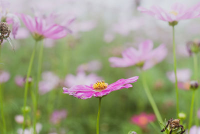 Close-up of pink cosmos flower