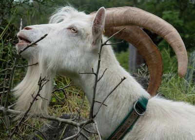 Close-up of a horse on field