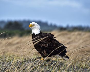 Bird perching on a field