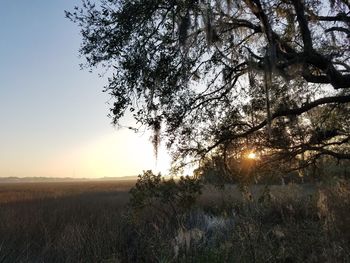 Trees on landscape against sky at sunset