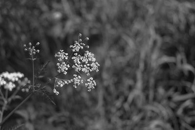 Close-up of flowering plant on field