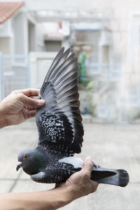 Close-up of hand holding bird flying against blurred background