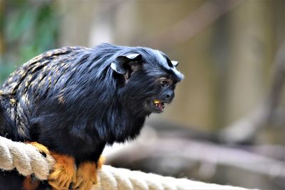 Close-up of a monkey