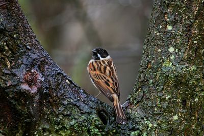 Bird perching on a tree