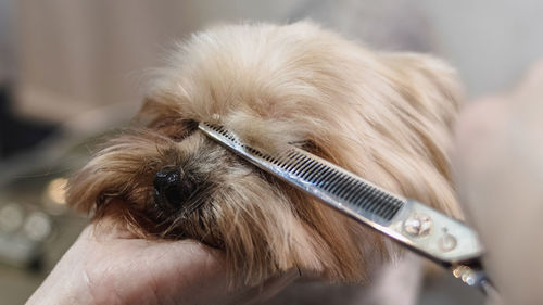 Dog grooming and getting professional service at pet salon by groomer