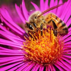 Close-up of honey bee on coneflower