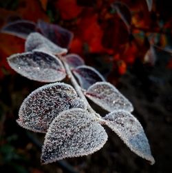 Close-up of frozen leaves during winter