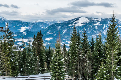 Pine trees on snowcapped mountains against sky