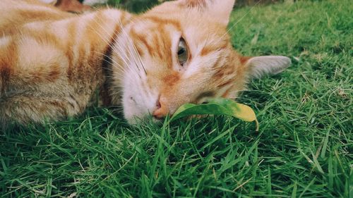 Close-up of ginger cat lying on grass