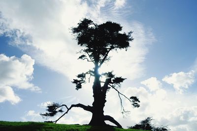 Low angle view of silhouette tree against sky