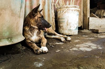 Dog relaxing outdoors