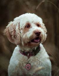 Close-up of dog looking away