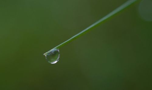 Close-up of water drops on leaf