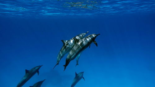 Dolphins. spinner dolphin. stenella longirostris is a small dolphin .