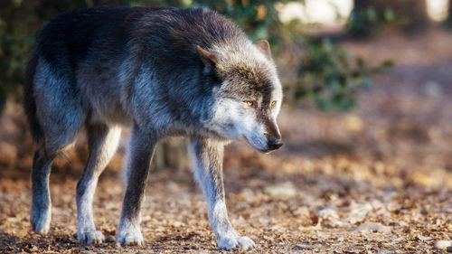 Side view of dog standing on land