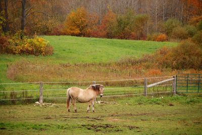 View of a horse on field