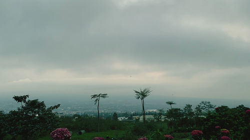 Palm trees on landscape against sky