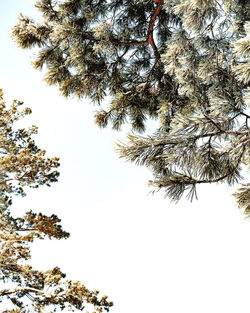 Low angle view of tree against clear sky