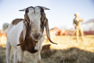 Black goat nature countryside