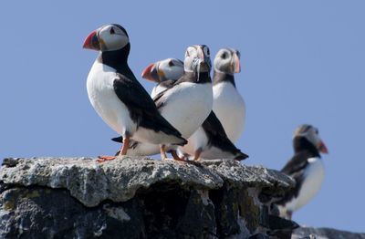 Seagulls perching on rock