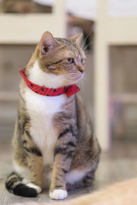 Tabby cat sitting on floorboard