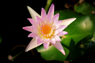 Close-up of pink flower blooming against black background