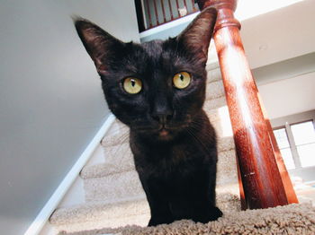 Close-up portrait of cat at home