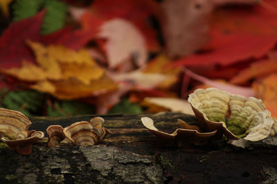 Close-up of fallen maple leaves