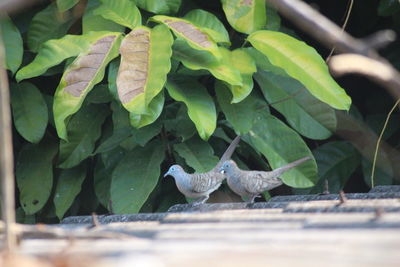 Close-up of bird on leaves