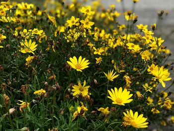 Close-up of yellow flowers blooming in field