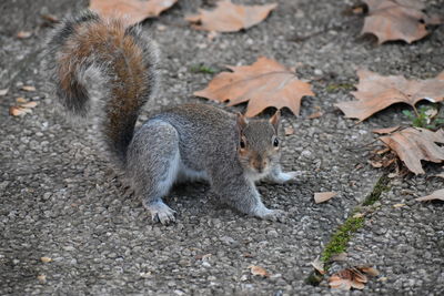 High angle view of squirrel on field