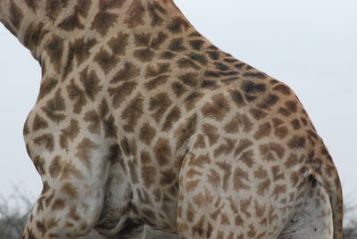 View of a giraffe