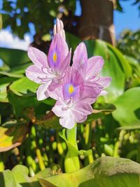 Close-up of fresh pink purple flower
