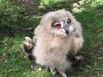 High angle view of monkey sitting on field