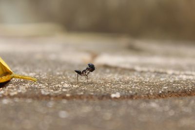 Close-up of ant