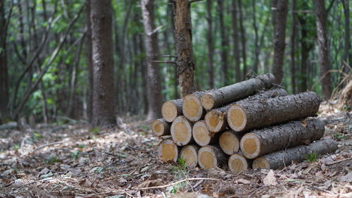 Stack of logs in forest